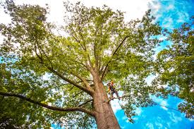 Best Tree Mulching  in Howard, WI