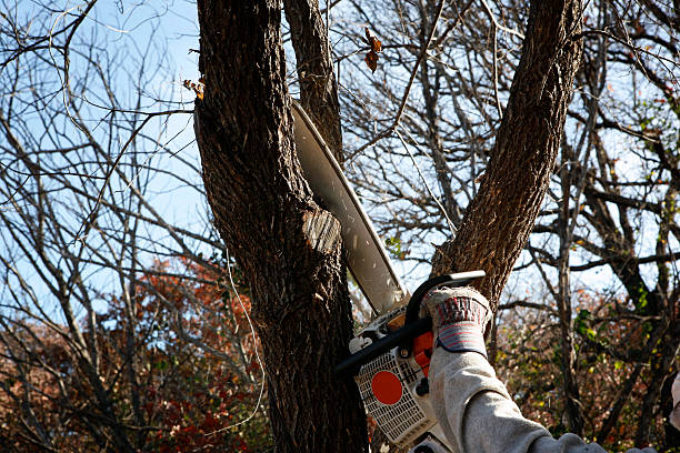 Best Hedge Trimming  in Howard, WI