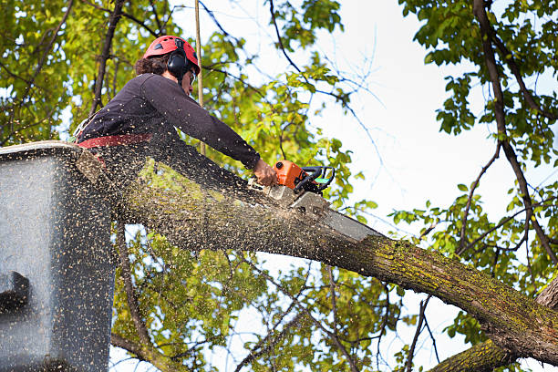 Best Leaf Removal  in Howard, WI