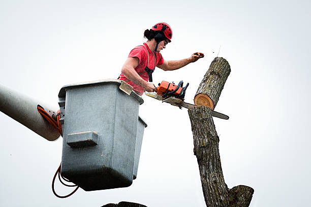  Howard, WI Tree Services Pros